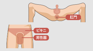 肛門 ビキニ 男性器