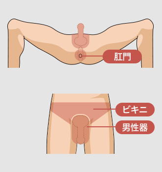 肛門 ビキニ 男性器