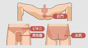 肛門 ビキニ 男性器 お尻
