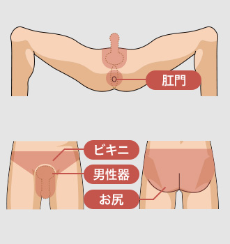 肛門 ビキニ 男性器 お尻