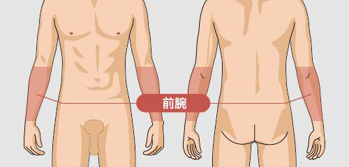 前腕