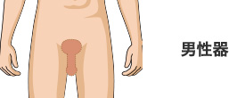 男性器