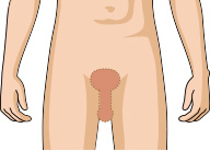 男性器