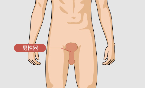 男性器の脱毛料金
